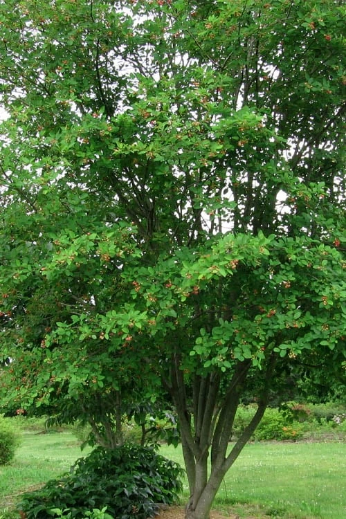 Downy Serviceberry Tree (Amelanchier Arborea) - 3 Gallon Pot 11 Downy Serviceberry Tree (Amelanchier Arborea) - 3 Gallon Pot - Image 9