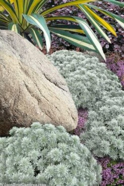 Silver Mound Artemisia - 1 Gallon Pot -Wilson Bros Gardens artemisia schmidtiana silver mound 12