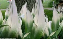 Snowcap Cast Iron Plant (Aspidistra Elatior 'Snowcap') - 3 Gallon Pot 11 Snowcap Cast Iron Plant (Aspidistra Elatior 'Snowcap') - 3 Gallon Pot -Wilson Bros Gardens aspidistra elatior snow cap cast iron plant 2