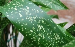 Spek-tacular Cast Iron Plant - 3 Gallon Pot -Wilson Bros Gardens aspidistra spek tacular cast iron plant 101