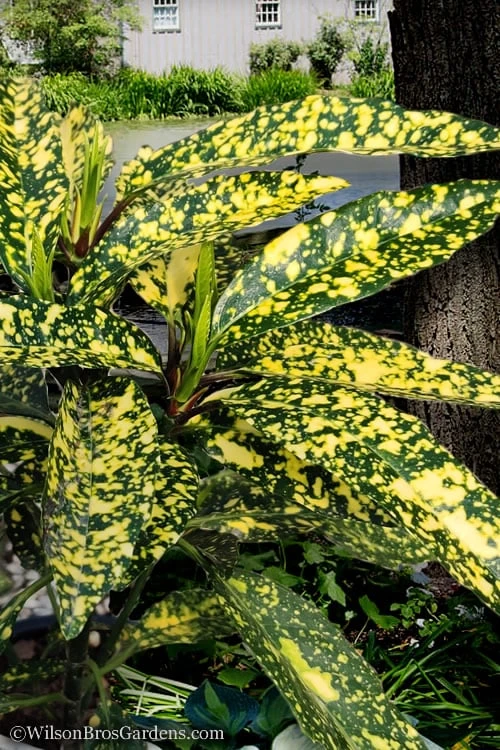 Hosoba Hoshifu Variegated Aucuba (Japanese Laurel) - 1 Gallon Pot 3 Hosoba Hoshifu Variegated Aucuba (Japanese Laurel) - 1 Gallon Pot