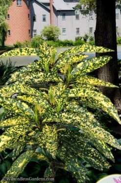 Hosoba Hoshifu Variegated Aucuba (Japanese Laurel) - 1 Gallon Pot 10 Hosoba Hoshifu Variegated Aucuba (Japanese Laurel) - 1 Gallon Pot -Wilson Bros Gardens aucuba hosoba hoshifu11