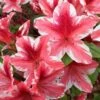 Ben Morrison Azalea - 3 Gallon Pot 1 Ben Morrison Azalea - 3 Gallon Pot -Wilson Bros Gardens azalea ben morrison 2