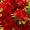 Buccaneer Red Azalea (Glenn Dale Hydrid) - 2 Gallon Pot 2 Buccaneer Red Azalea (Glenn Dale Hydrid) - 2 Gallon Pot -Wilson Bros Gardens azalea buccaneer 1
