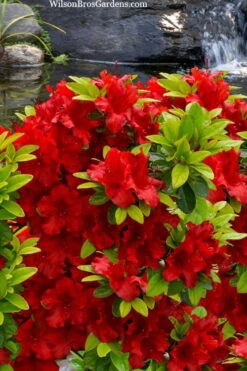Buccaneer Red Azalea (Glenn Dale Hydrid) - 2 Gallon Pot -Wilson Bros Gardens azalea buccaneer 2