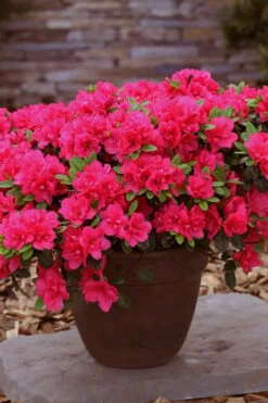 Canzonetta Azalea - 1 Gallon Pot -Wilson Bros Gardens azalea canzonetta 3