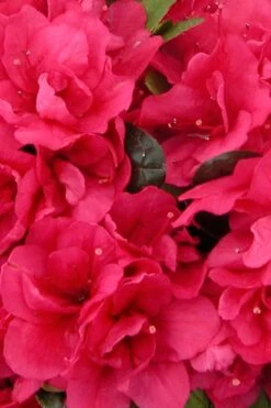 Canzonetta Azalea - 1 Gallon Pot -Wilson Bros Gardens azalea canzonetta 500x750 1