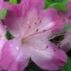 Fawn Azalea - 2 Gallon Pot 2 Fawn Azalea - 2 Gallon Pot -Wilson Bros Gardens azalea fawn 1