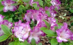 Fawn Azalea - 2 Gallon Pot -Wilson Bros Gardens azalea fawn 7