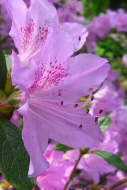 Gulf Pride Fragrant Southern Indica Azalea - 3 Gallon Pot -Wilson Bros Gardens azalea gulf pride 2