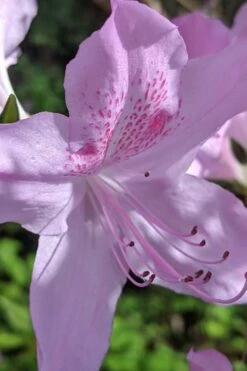 Gulf Pride Fragrant Southern Indica Azalea - 3 Gallon Pot -Wilson Bros Gardens azalea gulf pride 5