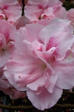 Nancy Of Robin Hill Azalea - 2 Gallon Pot 10 Nancy Of Robin Hill Azalea - 2 Gallon Pot -Wilson Bros Gardens azalea nancy at robin hill 1