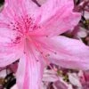 Northlake Beauty Azalea - 3 Gallon Pot 2 Northlake Beauty Azalea - 3 Gallon Pot -Wilson Bros Gardens azalea northlake beauty 10