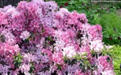 Northlake Beauty Azalea - 3 Gallon Pot 9 Northlake Beauty Azalea - 3 Gallon Pot -Wilson Bros Gardens azalea northlake beauty 13