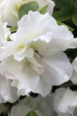 Perfecto Mundo Double White Reblooming Azalea - 2 Gallon Pot 13 Perfecto Mundo Double White Reblooming Azalea - 2 Gallon Pot -Wilson Bros Gardens azalea perfecto mondo double white 1