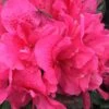 Perfecto Mundo Double Dark Pink Reblooming Azalea - 2 Gallon Pot 2 Perfecto Mundo Double Dark Pink Reblooming Azalea - 2 Gallon Pot -Wilson Bros Gardens azalea perfecto mundo double dark pink 2