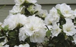 Perfecto Mundo Double White Reblooming Azalea - 2 Gallon Pot 11 Perfecto Mundo Double White Reblooming Azalea - 2 Gallon Pot -Wilson Bros Gardens azalea perfecto mundo double white 9