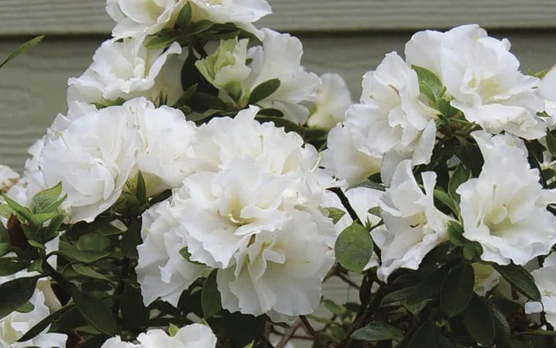 Perfecto Mundo Double White Reblooming Azalea - 2 Gallon Pot 6 Perfecto Mundo Double White Reblooming Azalea - 2 Gallon Pot - Image 4