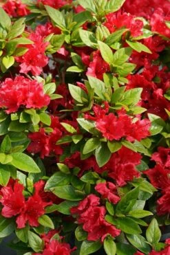 Perfecto Mundo Red Reblooming Azalea - 3 Gallon Pot 14 Perfecto Mundo Red Reblooming Azalea - 3 Gallon Pot -Wilson Bros Gardens azalea perfecto mundo red 2