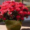 Perfecto Mundo Red Reblooming Azalea - 3 Gallon Pot 2 Perfecto Mundo Red Reblooming Azalea - 3 Gallon Pot -Wilson Bros Gardens azalea perfecto mundo red 3