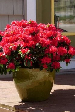 Perfecto Mundo Red Reblooming Azalea - 3 Gallon Pot