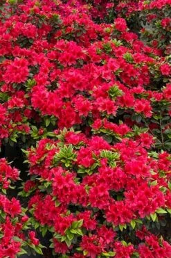 Perfecto Mundo Red Reblooming Azalea - 3 Gallon Pot 13 Perfecto Mundo Red Reblooming Azalea - 3 Gallon Pot -Wilson Bros Gardens azalea perfecto mundo red 5