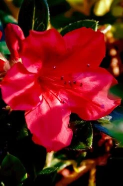 Perfecto Mundo Red Reblooming Azalea - 3 Gallon Pot 15 Perfecto Mundo Red Reblooming Azalea - 3 Gallon Pot -Wilson Bros Gardens azalea perfecto mundo red 6