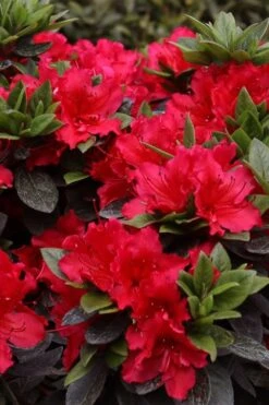 Perfecto Mundo Red Reblooming Azalea - 3 Gallon Pot 12 Perfecto Mundo Red Reblooming Azalea - 3 Gallon Pot -Wilson Bros Gardens azalea perfecto mundo red 8