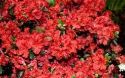 Stewartstonian Azalea - 1 Gallon Pot -Wilson Bros Gardens azalea stewartstonian 6