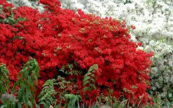 Stewartstonian Azalea - 1 Gallon Pot -Wilson Bros Gardens azalea stewartstonian 7