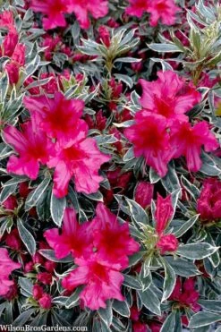 The Robe Azalea - 3 Gallon Pot -Wilson Bros Gardens azalea the robe 3