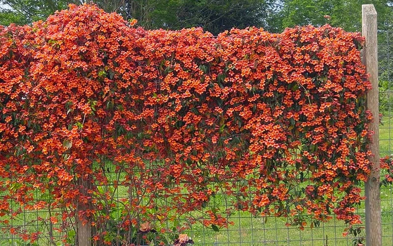 Tangerine Beauty Crossvine Bignonia - 1 Gallon Pot 12 Tangerine Beauty Crossvine Bignonia - 1 Gallon Pot - Image 10
