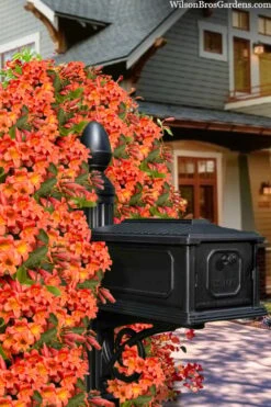 Tangerine Beauty Crossvine Bignonia - 1 Gallon Pot 20 Tangerine Beauty Crossvine Bignonia - 1 Gallon Pot -Wilson Bros Gardens bignonia capreolata tangerine beauty crossvine 105