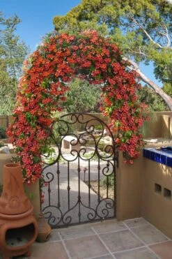 Tangerine Beauty Crossvine Bignonia - 1 Gallon Pot 16 Tangerine Beauty Crossvine Bignonia - 1 Gallon Pot -Wilson Bros Gardens bignonia capreolata tangerine beauty crossvine 110