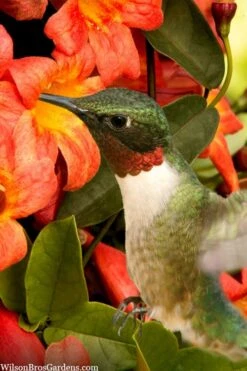 Tangerine Beauty Crossvine Bignonia - 1 Gallon Pot 17 Tangerine Beauty Crossvine Bignonia - 1 Gallon Pot -Wilson Bros Gardens bignonia capreolata tangerine beauty crossvine 111