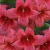 Shalimar Red Crossvine - Bignonia Capreolata - 6 Pack Of 1 Gallon Pots 2 Shalimar Red Crossvine - Bignonia Capreolata - 6 Pack Of 1 Gallon Pots -Wilson Bros Gardens bignonia shalimar red 11 1