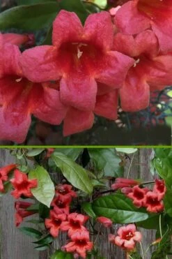 Shalimar Red Crossvine - Bignonia Capreolata - 2 Gallon Pot -Wilson Bros Gardens bignonia shalimar red crossvine 500x750 3