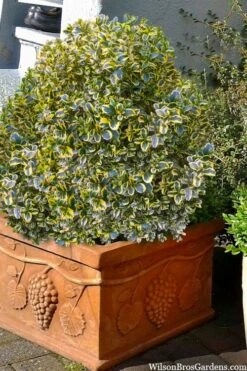 Sunburst Variegated Korean Boxwood - 1 Gallon Pot -Wilson Bros Gardens boxwood sunburst golden 11