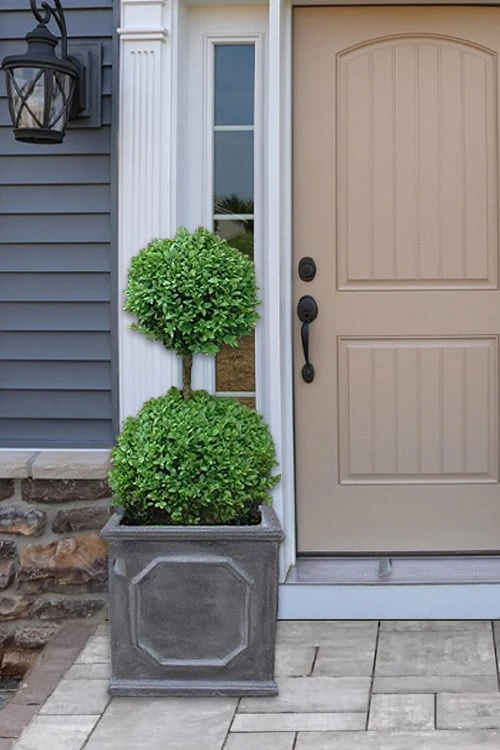 Common Boxwood 2-Ball Poodle Tier Topiary (Buxus Sempervirens) - 3 Gallon Pot (Short) 3 Common Boxwood 2-Ball Poodle Tier Topiary (Buxus Sempervirens) - 3 Gallon Pot (Short)