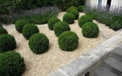 Baby Gem Boxwood - 1 Gallon Pot 13 Baby Gem Boxwood - 1 Gallon Pot -Wilson Bros Gardens boxwoodbabygem