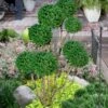 Green Mountain Boxwood Pom Pom Topiary - 7 Gallon Pot -Wilson Bros Gardens buxus green mountain boxwood pom pom topiary 2