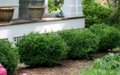 Little Missy Dwarf Boxwood - 5 Pack Of Quart Pots 12 Little Missy Dwarf Boxwood - 5 Pack Of Quart Pots -Wilson Bros Gardens buxus microphylla little missy dwarf boxwood 5 1
