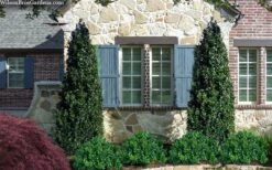 Arctic Emerald Columnar Boxwood - 6 Pack Of 1 Gallon Pots -Wilson Bros Gardens buxus sempervirens arctic emerald boxwood 103