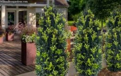 Arctic Emerald Columnar Boxwood - 6 Pack Of 1 Gallon Pots -Wilson Bros Gardens buxus sempervirens arctic emerald boxwood 105