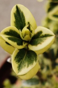 Variegated Boxwood (Buxus Sempervirens 'Aureovariegata') - 2 Gallon Pot - SALE -Wilson Bros Gardens buxus sempervirens aureovariegata variegated boxwood 1