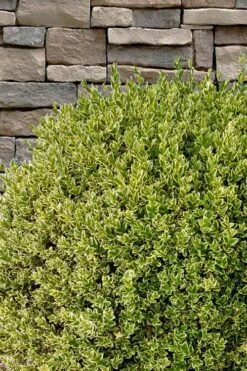 Variegated Boxwood (Buxus Sempervirens 'Aureovariegata') - 2 Gallon Pot - SALE -Wilson Bros Gardens buxus sempervirens aureovariegata variegated boxwood 10