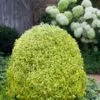 Variegated Boxwood (Buxus Sempervirens 'Aureovariegata') - 2 Gallon Pot - SALE 2 Variegated Boxwood (Buxus Sempervirens 'Aureovariegata') - 2 Gallon Pot - SALE -Wilson Bros Gardens buxus sempervirens aureovariegata variegated boxwood 5