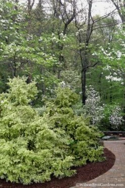 Elegans Variegated Boxwood - Buxus Sempervirens 'Elegantissima' - 3 Gallon Pot 13 Elegans Variegated Boxwood - Buxus Sempervirens 'Elegantissima' - 3 Gallon Pot -Wilson Bros Gardens buxus sempervirens elegantissima variegated boxwood 102