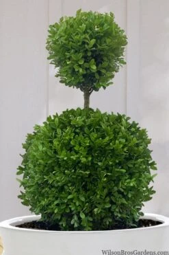 Dwarf English Boxwood Two-Ball Poodle Tier Topiary - 3 Gallon Pot 11 Dwarf English Boxwood Two-Ball Poodle Tier Topiary - 3 Gallon Pot -Wilson Bros Gardens buxus sempervirens suffruticosa standard two ball topiary boxwood 10