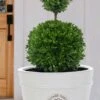 Dwarf English Boxwood Two-Ball Poodle Tier Topiary - 3 Gallon Pot -Wilson Bros Gardens buxus sempervirens suffruticosa standard two ball topiary boxwood 4